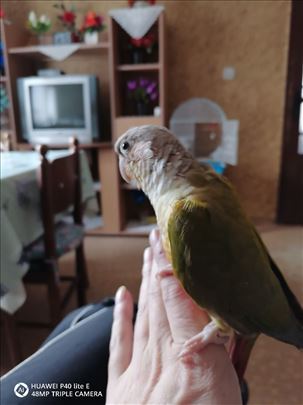 Rucno hranjeni ananas