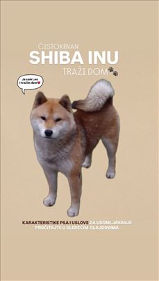 Poklanja se Šiba inu, mlad pas sa papirima