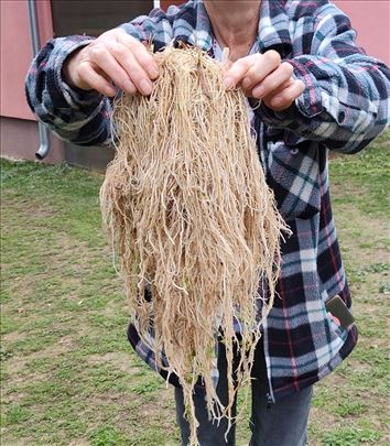 Valerijana osuseni koren