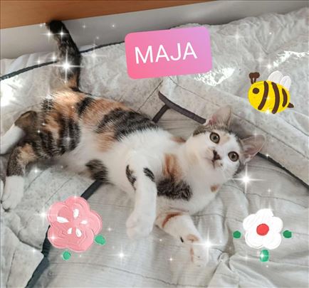 3 prelepa, umiljata macica traze svoje domove