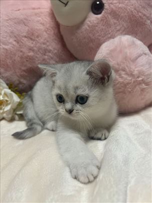 Britanska kratkodlaka, mače