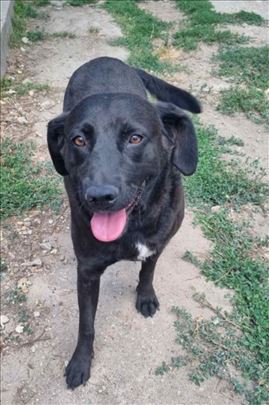 Keti devojcica trazi dom