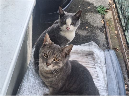 Macici traze domove pre zime