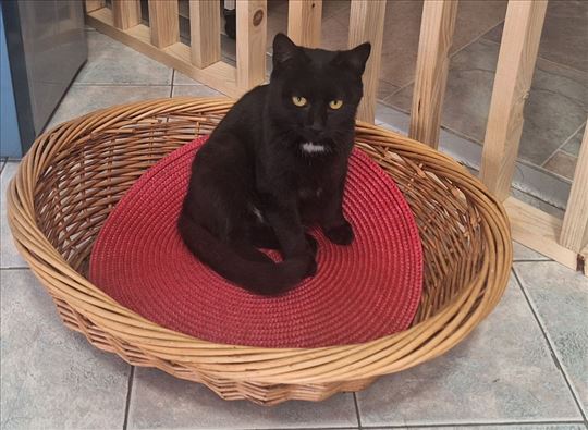 Macici traze domove pre zime