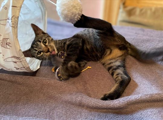 Mali šmeker traži dom