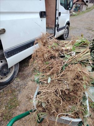 Na prodaju sadnice maline Fertodi, Glen, vilamet