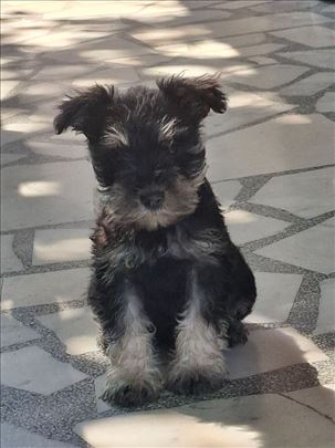 Patuljasti šnaucer, štene