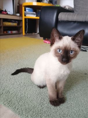 Poklanjamo sijamsko mače