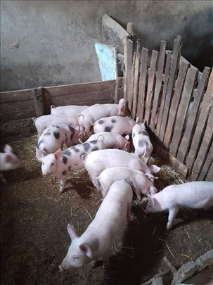 Prasići i svinje na prodaju