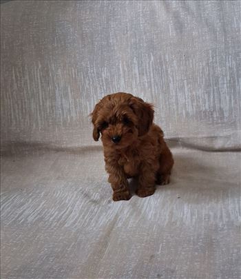 Pudla, crvena ženka