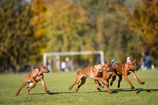 Rodezijski ridžbek, štene