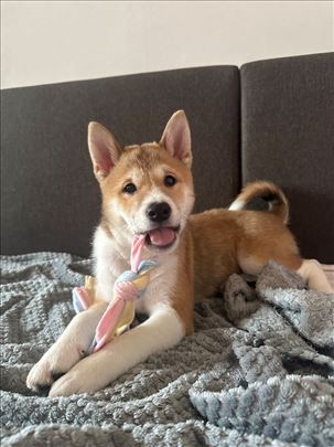 Šiba inu, štene sa pedigreom