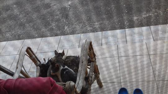 Belo-sivo-tigrasto musko mace trazi dom