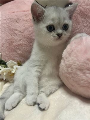 Britanska kratkodlaka, mače