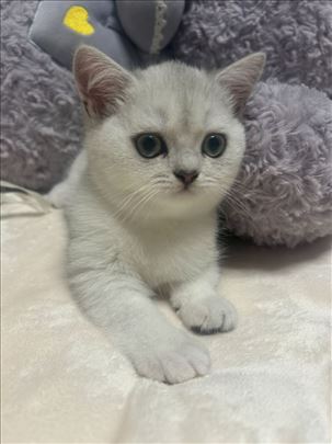 Britanska kratkodlaka, mače