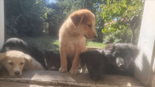 Hitno poklanjamo pse