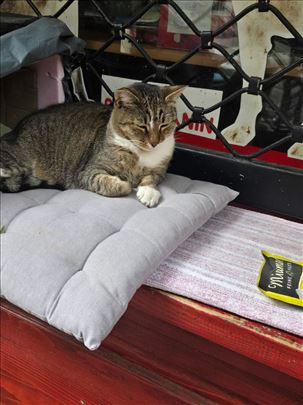 Mešanac, mlada mačka