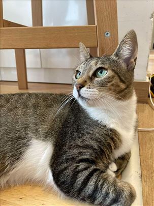 Mešanac, mlada mačka