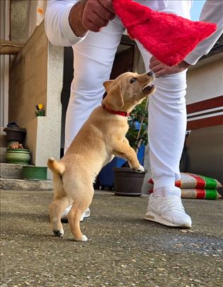 Mešanac, štene, na poklon