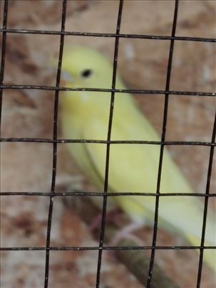 Mlade zdrave tigrice 