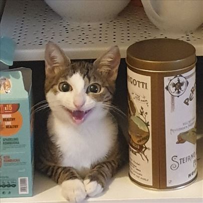 Poklanjamo umiljate mačiće i mačke, vakcinisane