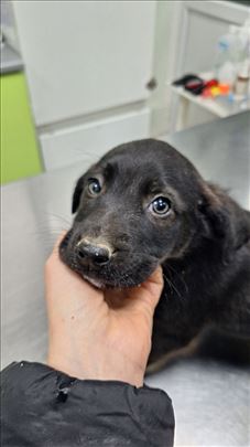 Predivni crni dečačić treba dom (vakcinisan)