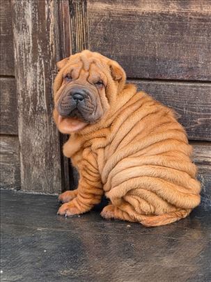 Šar-pej KAO SA REKLAME prvoklasni štenci shar pei