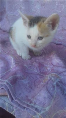 Trobojno zensko mače trazi dom