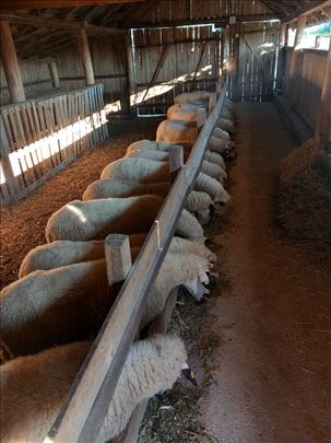 Umatičene sjagnjene ovce