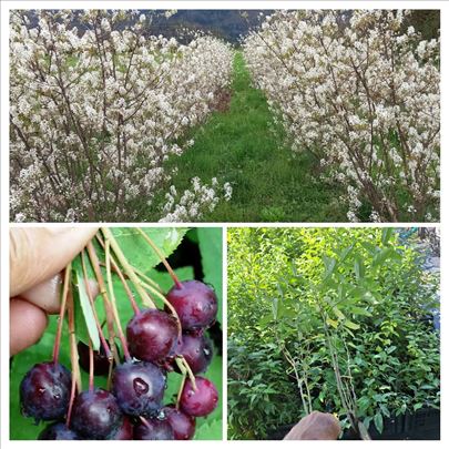 Amelancher ovalis,Ruzvica, Merala, Kanadska borovn