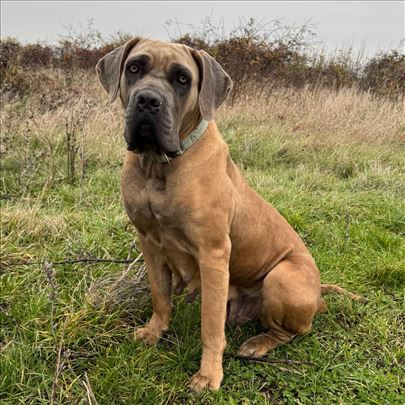 Astra - Cane Corso za udomljavanje