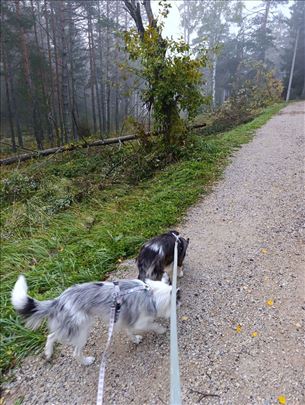 Border koli, mlad pas udomljavanje