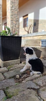 Border koli, štenci