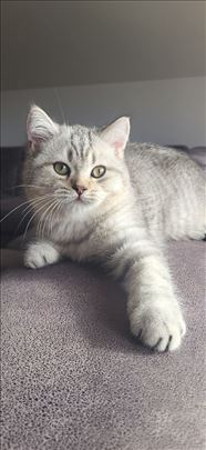 Britanska kratkodlaka, mače