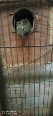 ženka deguića – spremna za udomljavanje za 2–3