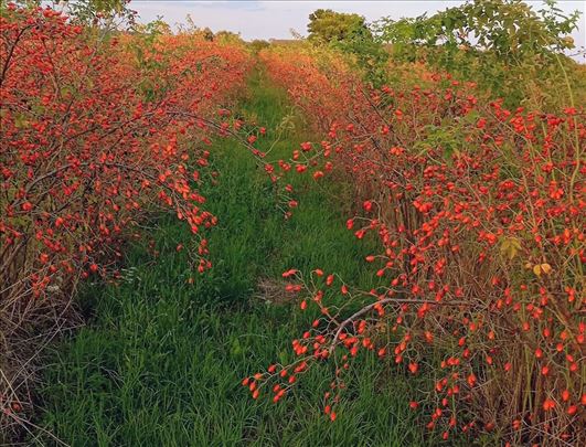 Dvogodišnje sadnice pitomog šipka, šipurka