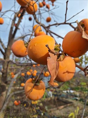 Japanska jabuka kaki - diospyros kaki