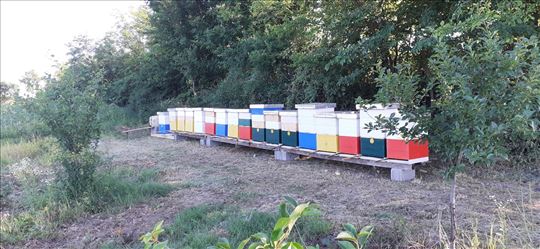 Kosnice DB12    20 komada