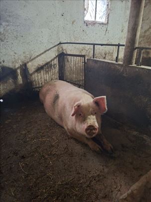 Na prodaju krmača – odlična za priplod!