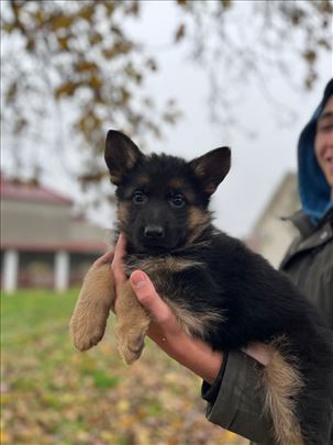 Nemački ovčar, štene