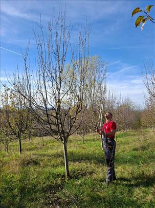 Orezivanje voćaka i vinove loze