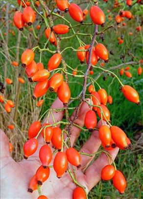 Plantažno gajenje šipka – povratak iz zaborava