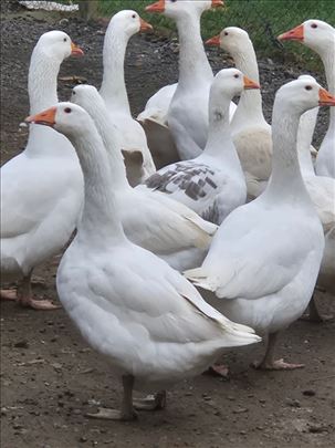 Prodajem guske i guščija jaja