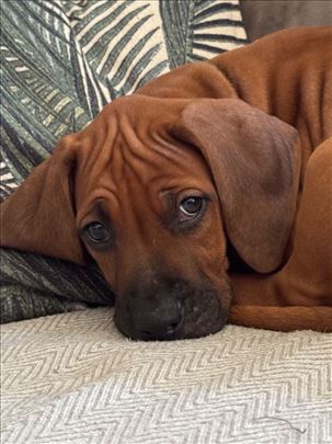 Rodezijski ridžbek, štene