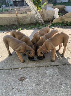 Belgijski ovčar, štene