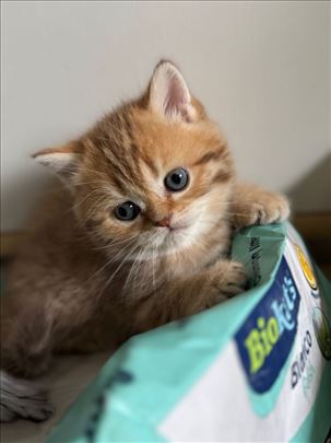 Škotski i britanski mačići, rezervacija u toku