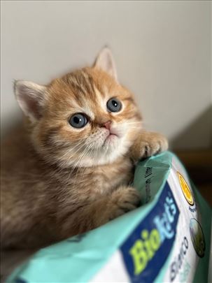 Škotski i britanski mačići, rezervacija u toku