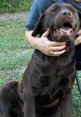 Čokoladni labrador retriver mužjak za parenje