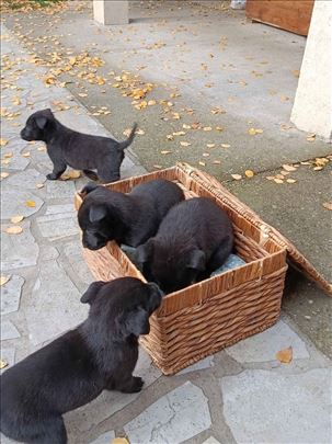 Crossbreed labrador i belgijski ovčar