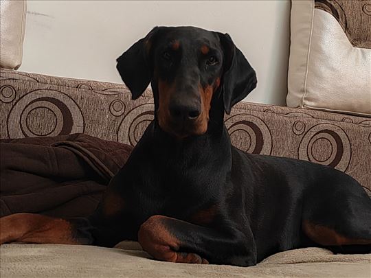 Doberman, mlad pas